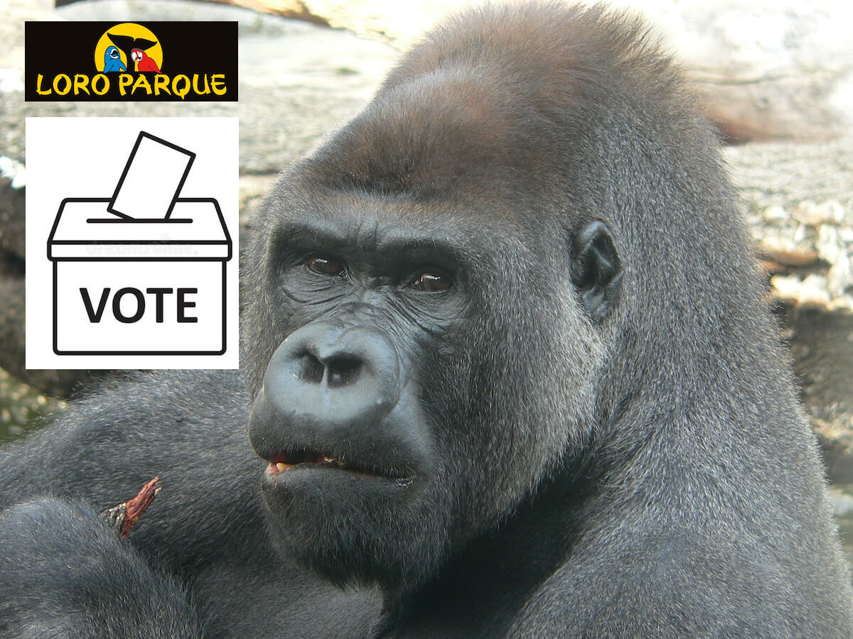 Gorilas con derecho al voto.