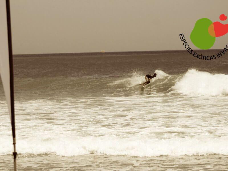 Surfista en acción.