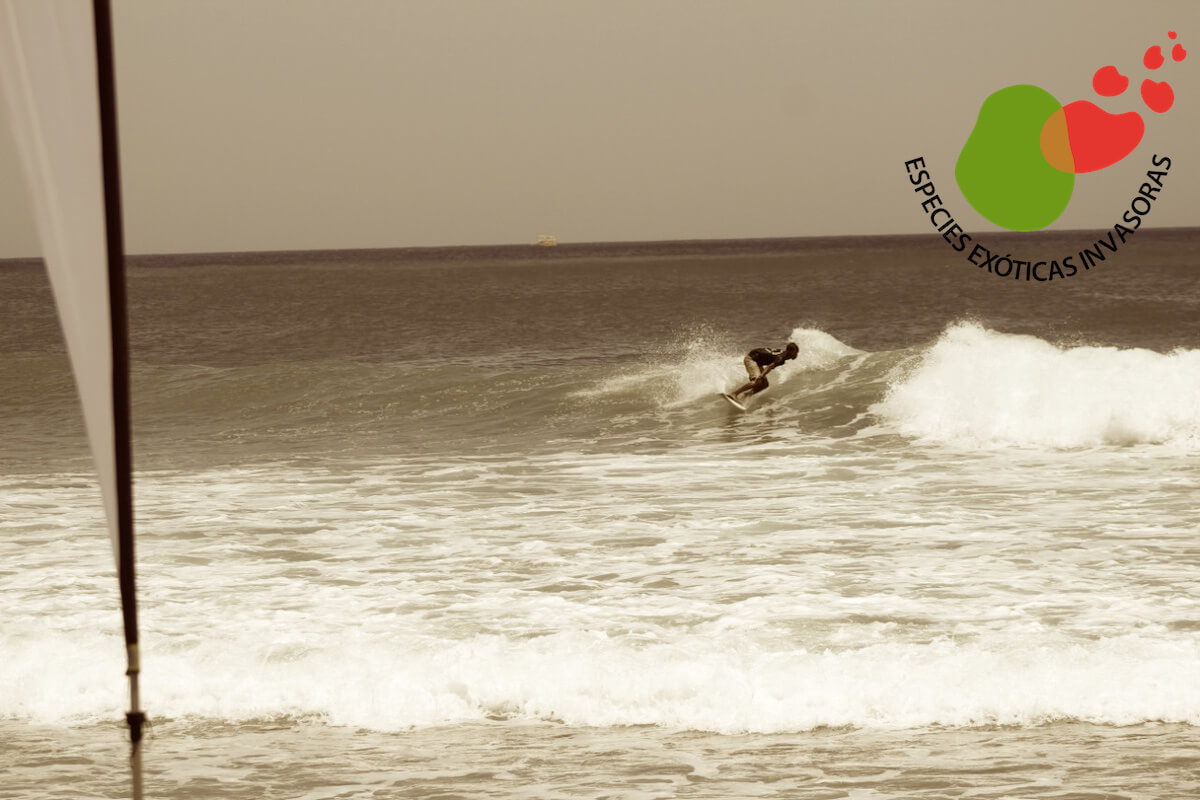 Surfista en acción.