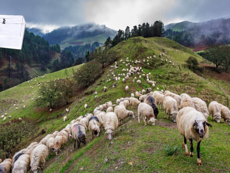 Trashumancia electoral
